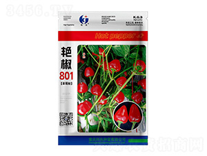 �޽�801-�ƹ�����