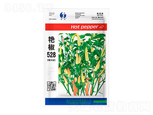�޽�528-�ƹ�����