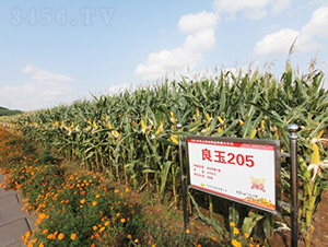 ����205-��������-�Ǻ�������ҵ