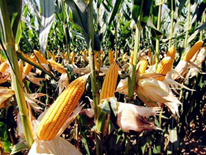 DF31-��������-�Ǻ�������ҵ