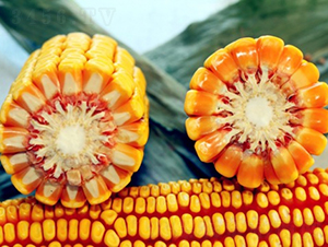����1008-��������-�Ǻ�������ҵ