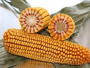����119-��������-�Ǻ�������ҵ
