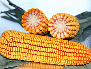 ����318-��������-�Ǻ�������ҵ