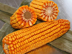 ����518-��������-�Ǻ�������ҵ