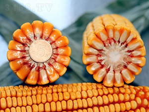 ����618-��������-�Ǻ�������ҵ