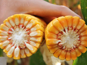 ����88-��������-�Ǻ�������ҵ