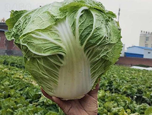 �ذ�2��-�ײ�����-�ط���ҵ