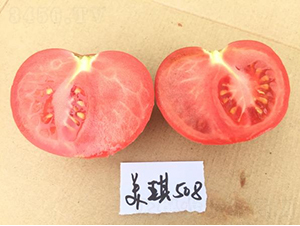 �߿�����508-��������-�ط���ҵ