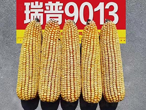 ����9013-��������-�ط���ҵ