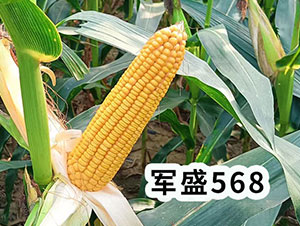 ��ʢ568��������-�h����ҵ
